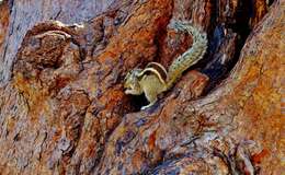 Image of Indian palm squirrel