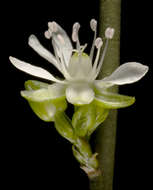 Image of Macarthuriaceae