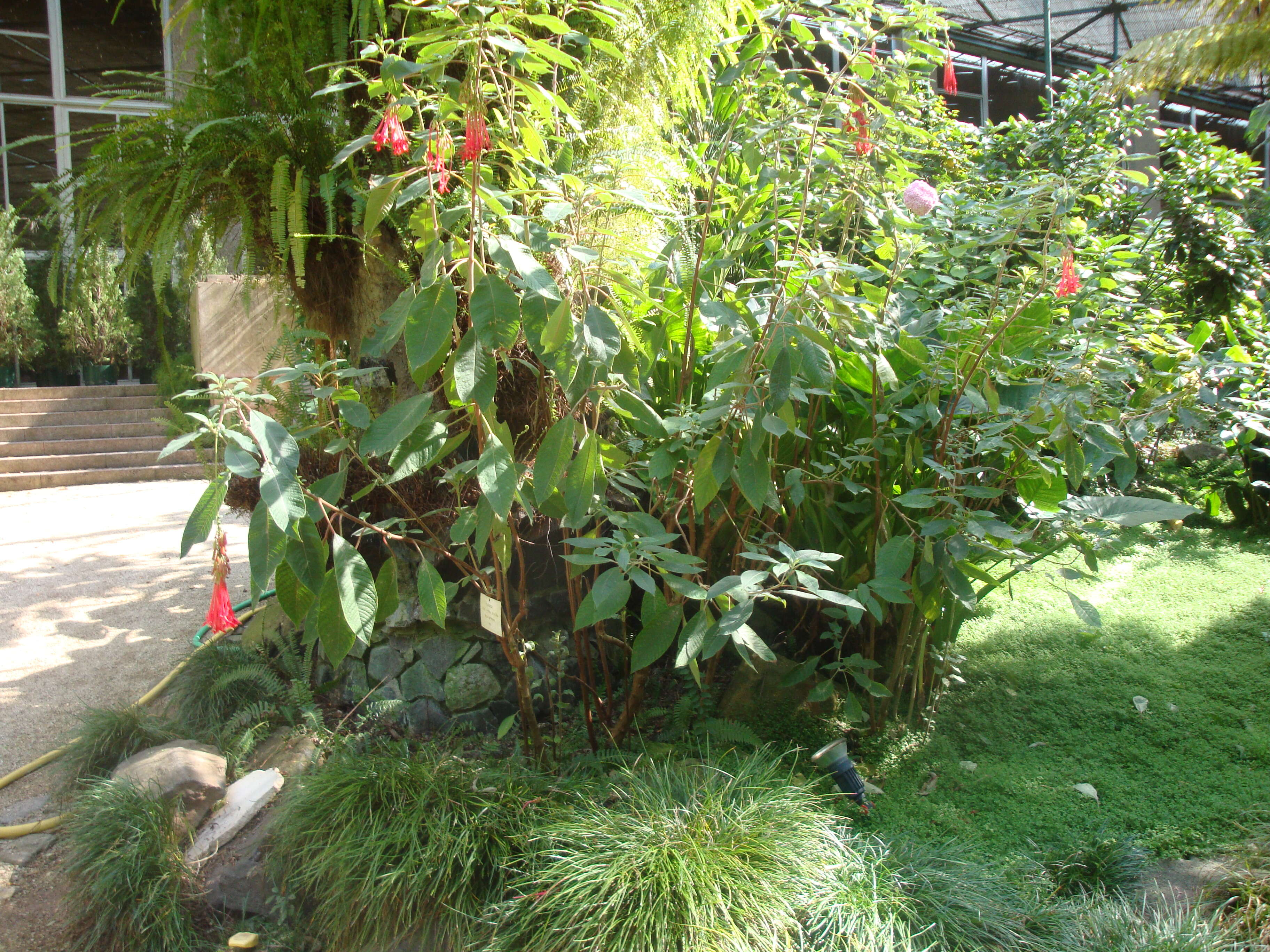 Image of Fuchsia corymbiflora Ruiz & Pav.