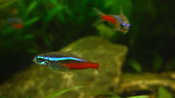 Image of Neon tetra