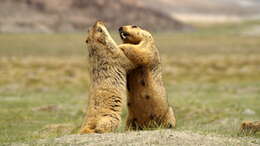 Image of Himalayan Marmot