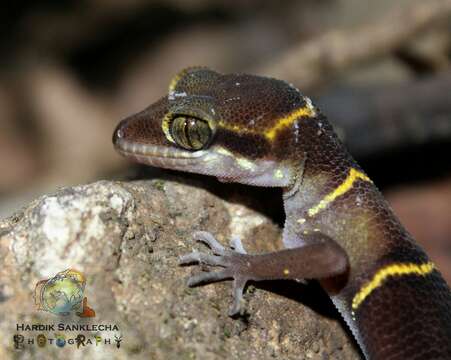 Image of Banded Ground Gecko