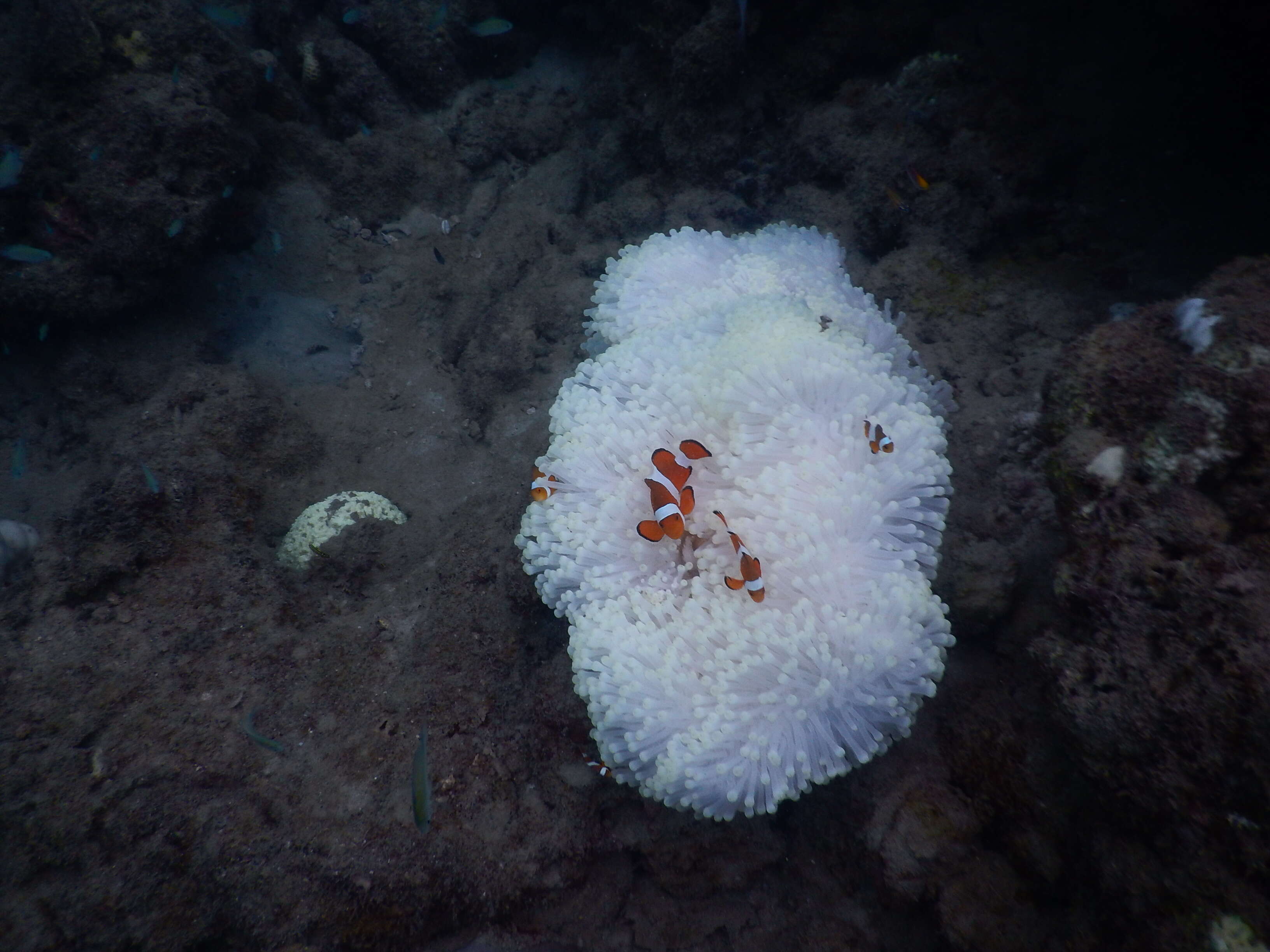 Image of Common clownfish