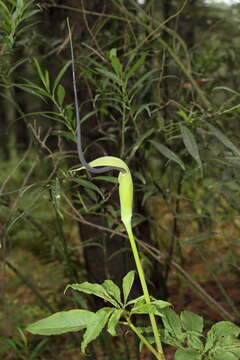 Image of arisaema