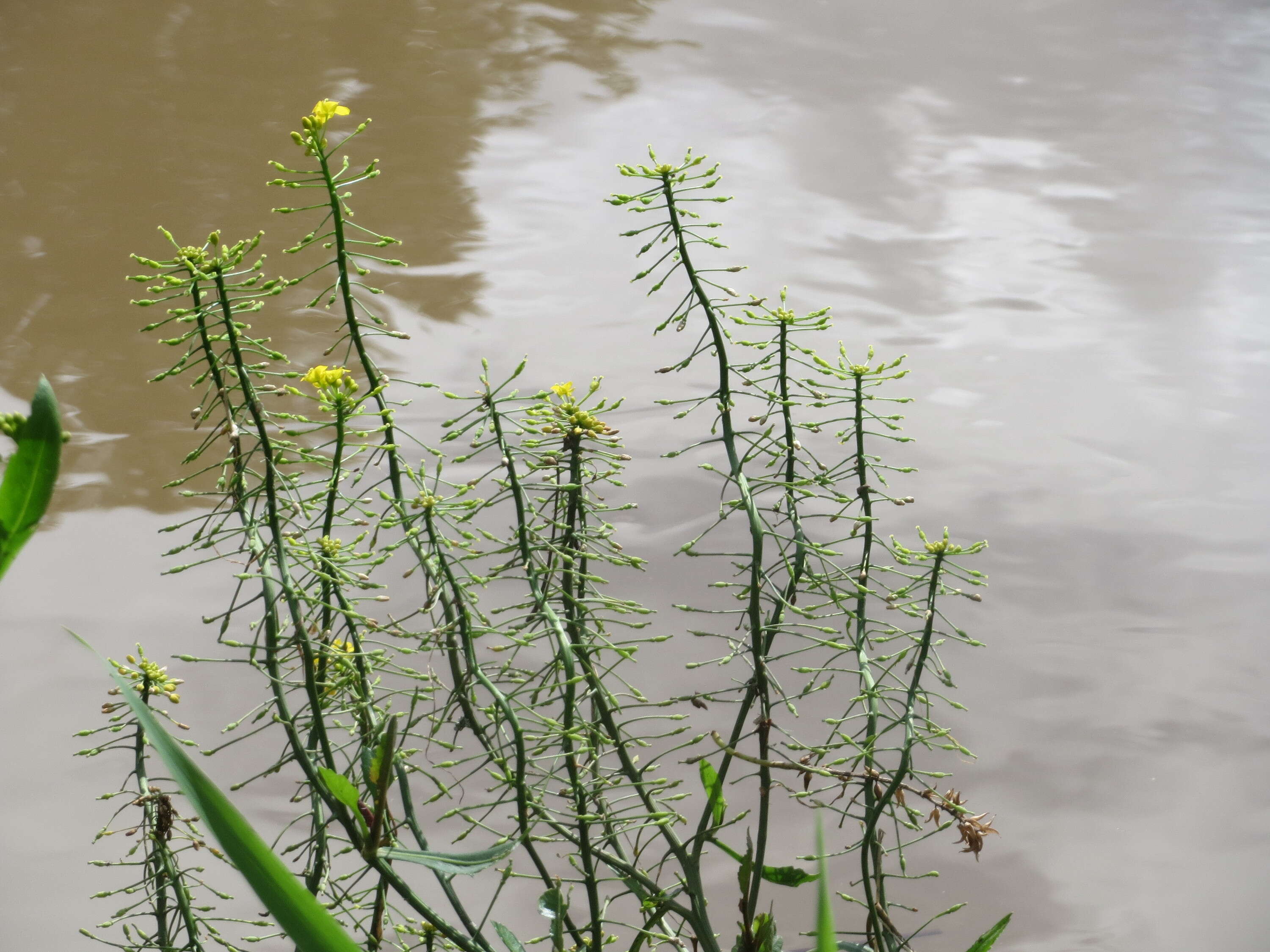 Слика од Rorippa amphibia (L.) Besser