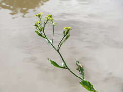 Image of Great Yellow-cress