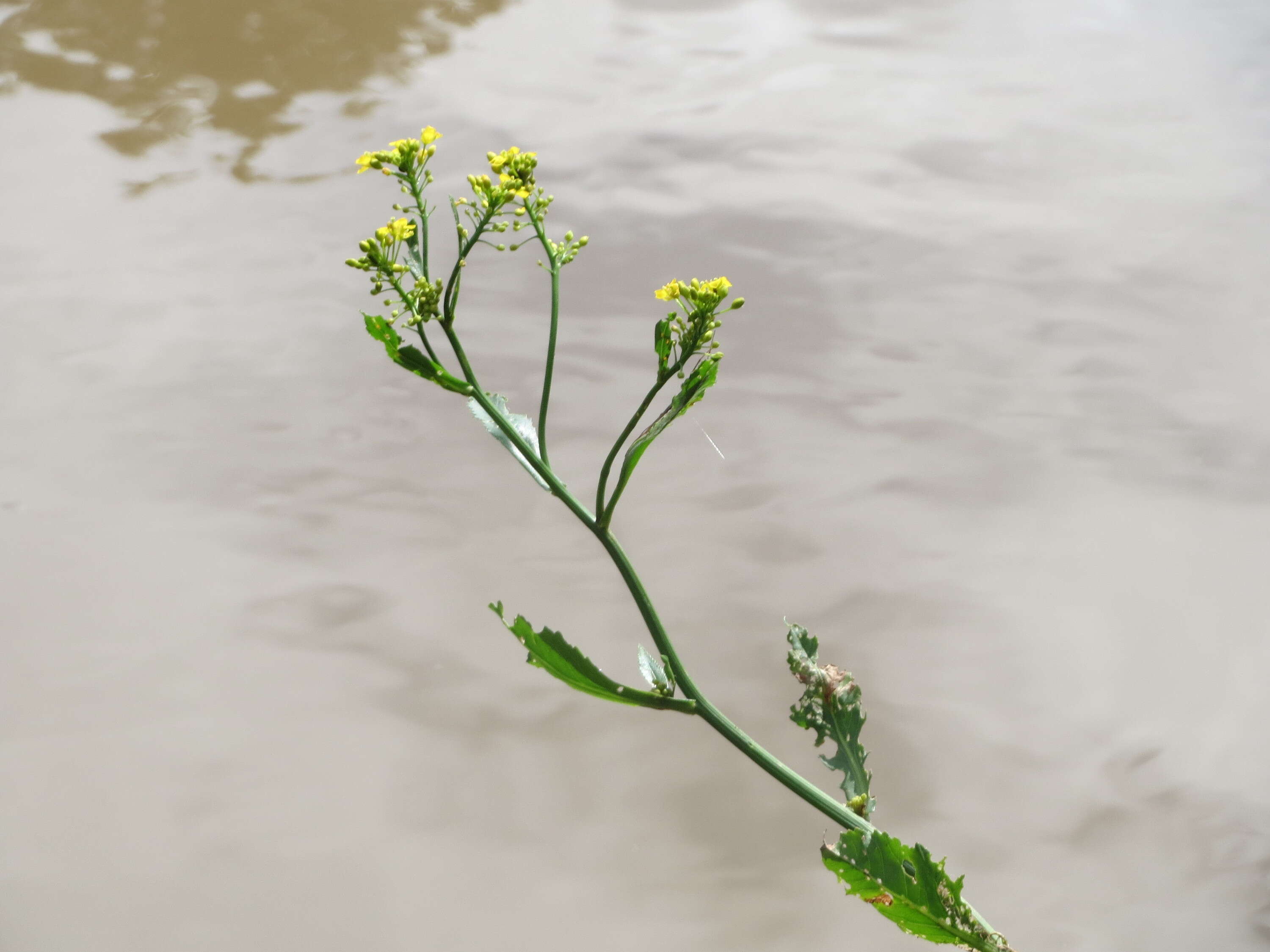 Слика од Rorippa amphibia (L.) Besser