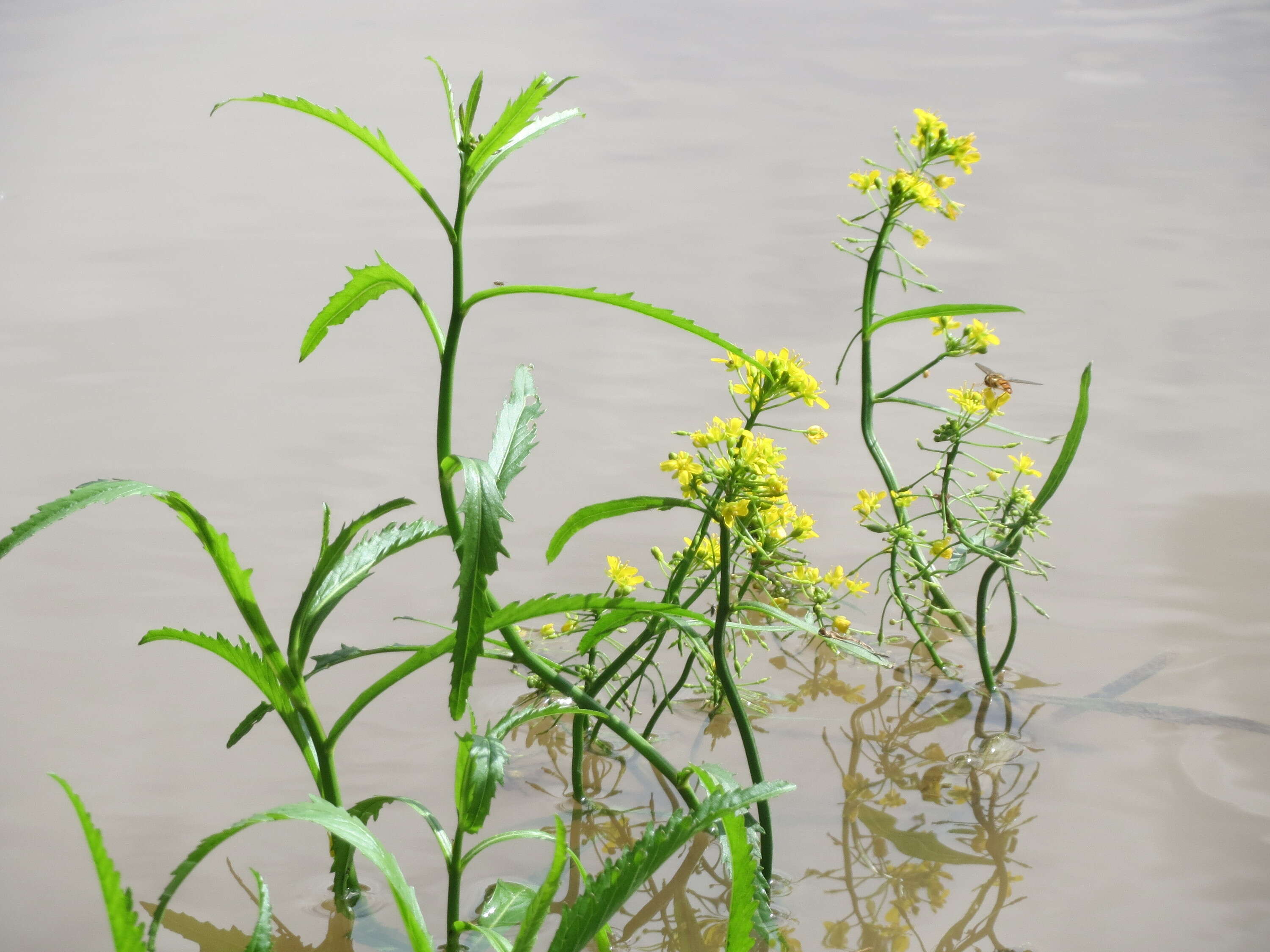 Image of Great Yellow-cress