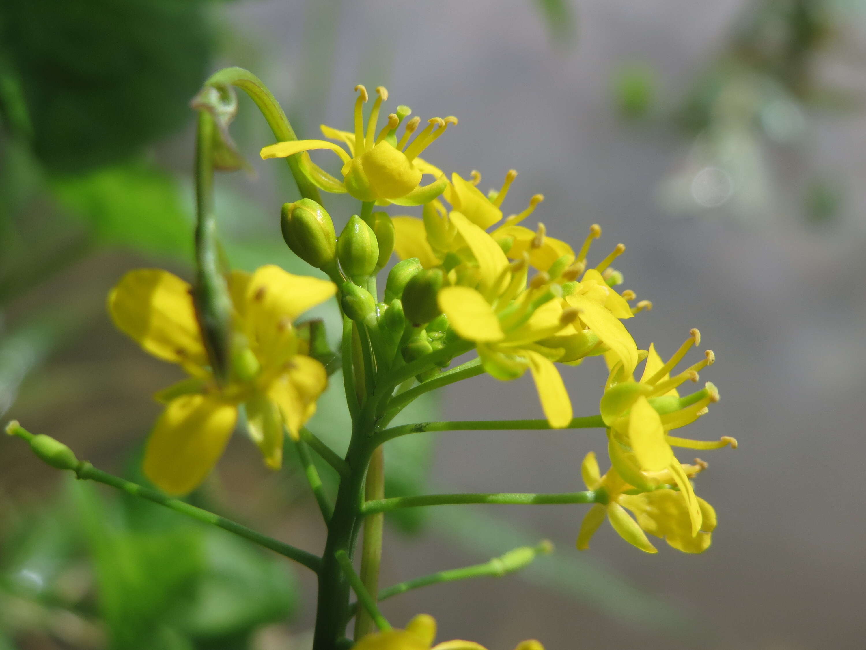 Image of Great Yellow-cress