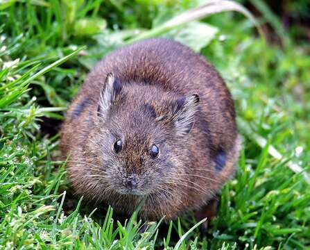 Image of Himalayan Pika