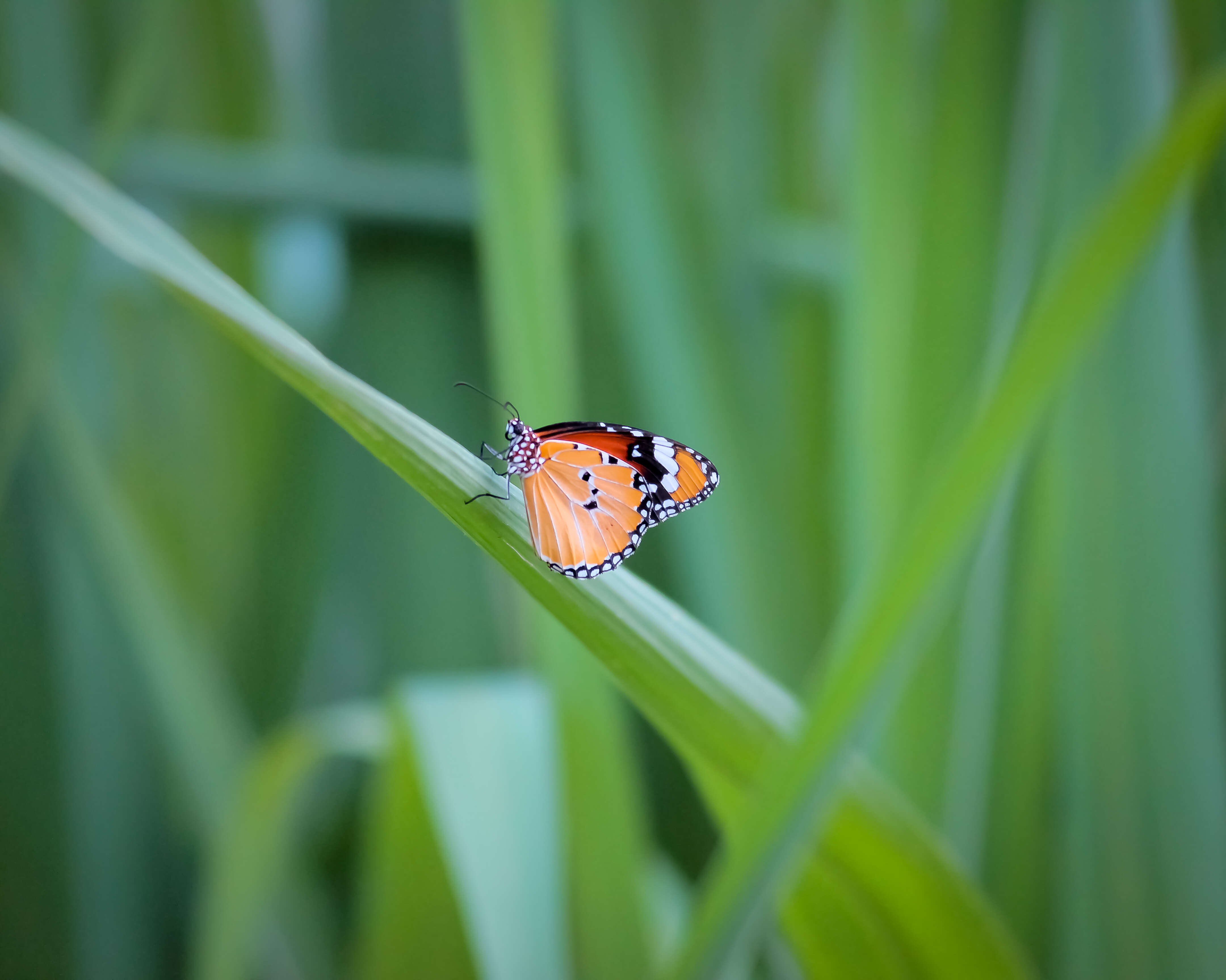 Image of Plain tiger