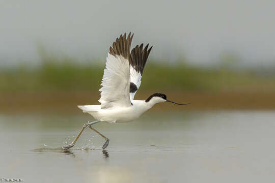 Image of avocet, pied avocet