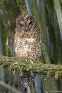 Image of Himalayan Owl