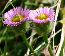 Image of alpine fleabane