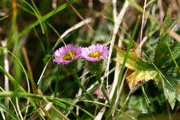 Image of alpine fleabane