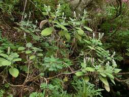 Слика од Sideritis macrostachyos Poir.