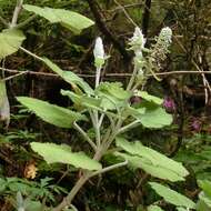 Слика од Sideritis macrostachyos Poir.