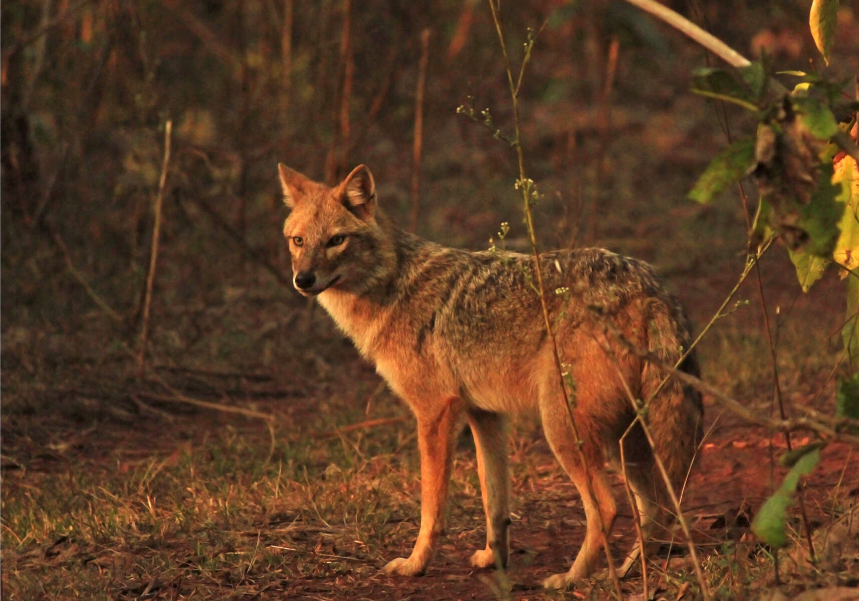 Image of Indian jackal