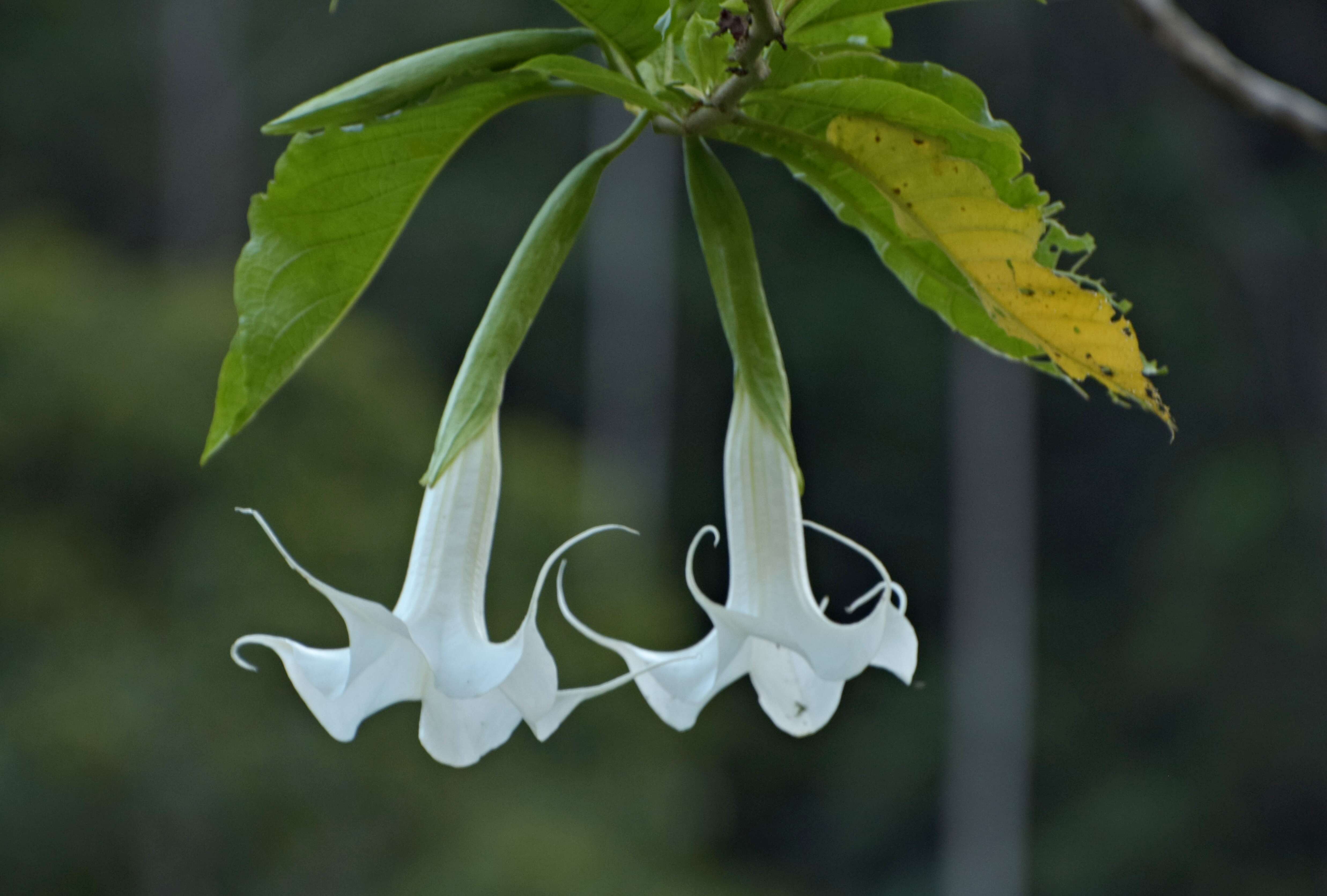 Image de Brugmansia insignis (Barb-Rodr.) T. E. Lockwood ex E. Wade Davis