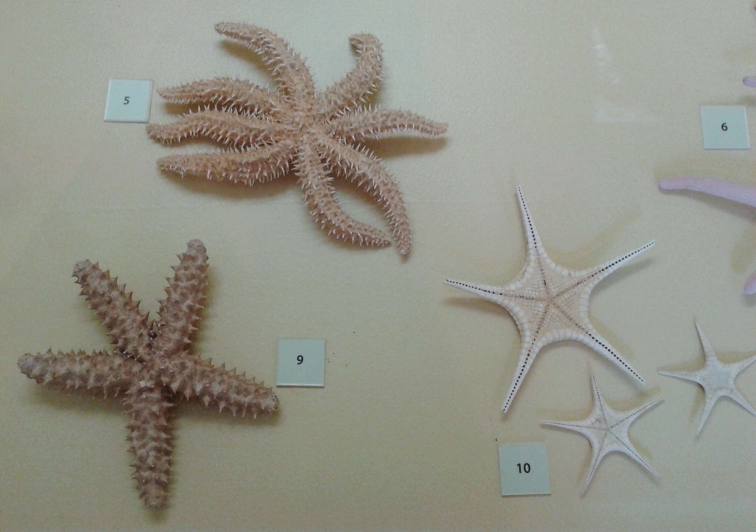 Image of white starfish