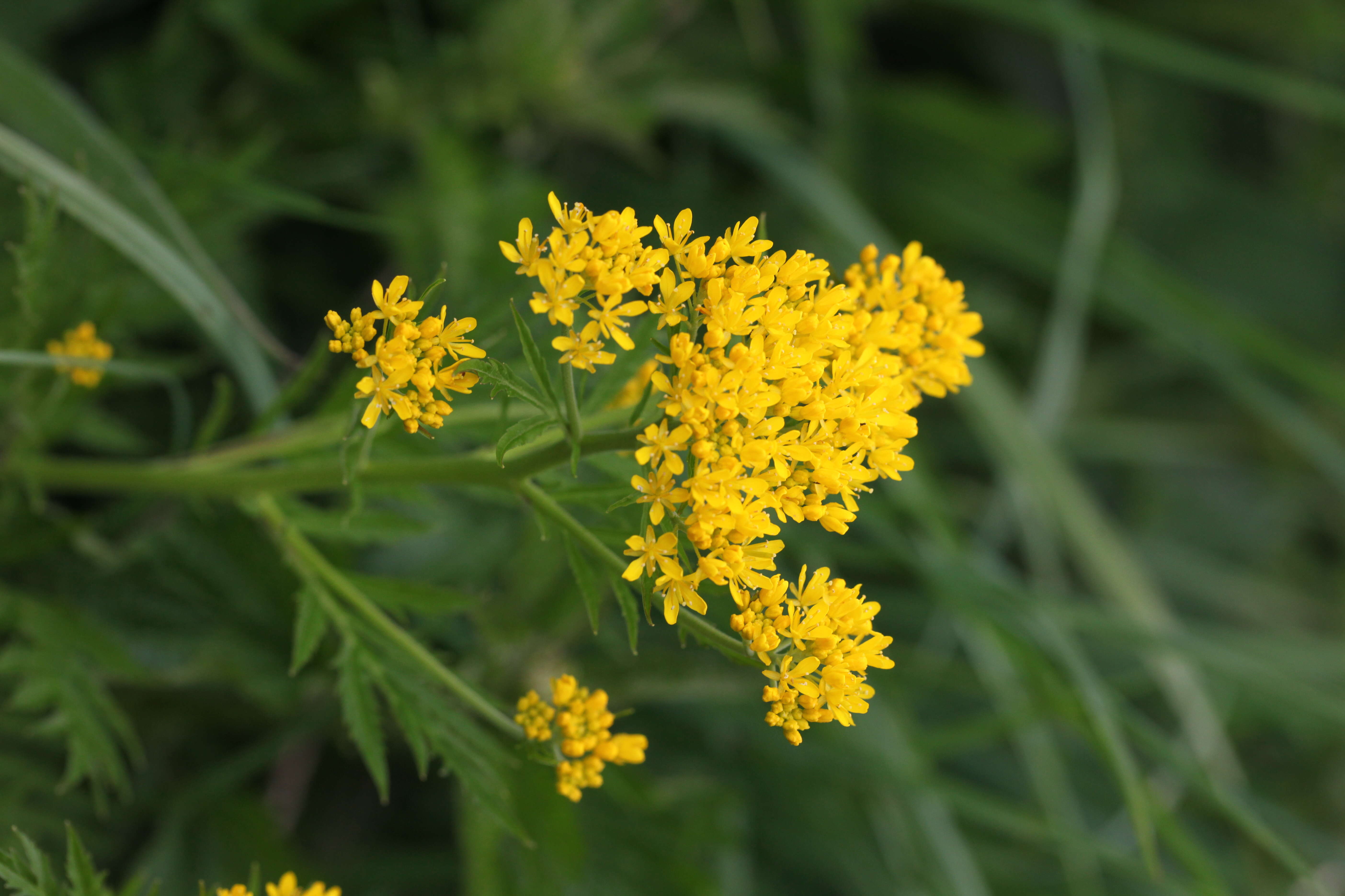 Image of Descurainia tanacetifolia (L.) Prantl