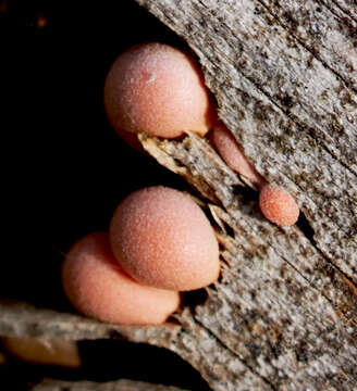 Image of Lycogala epidendrum