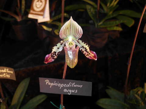 Image of Argus Paphiopedilum