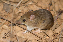 Image of Bolo Mouse