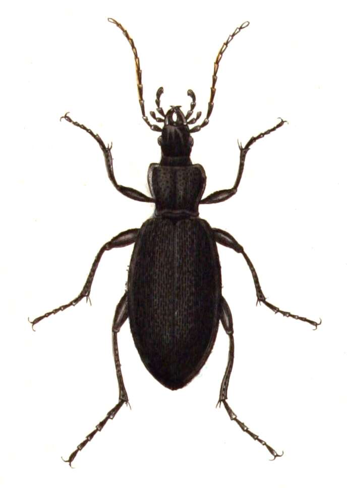 Image of Carabus (Megodontus) caelatus Fabricius 1801