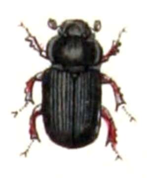 Image of Night-flying Dung Beetle