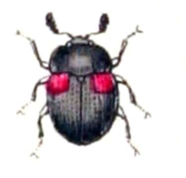 Image of Anisotoma humeralis (Olivier & A. G. 1790)