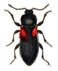 Image of Calambus bipustulatus