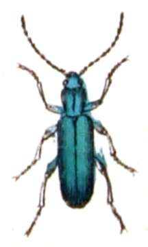 Слика од Chrysanthia viridissima