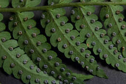 Image of marginal woodfern