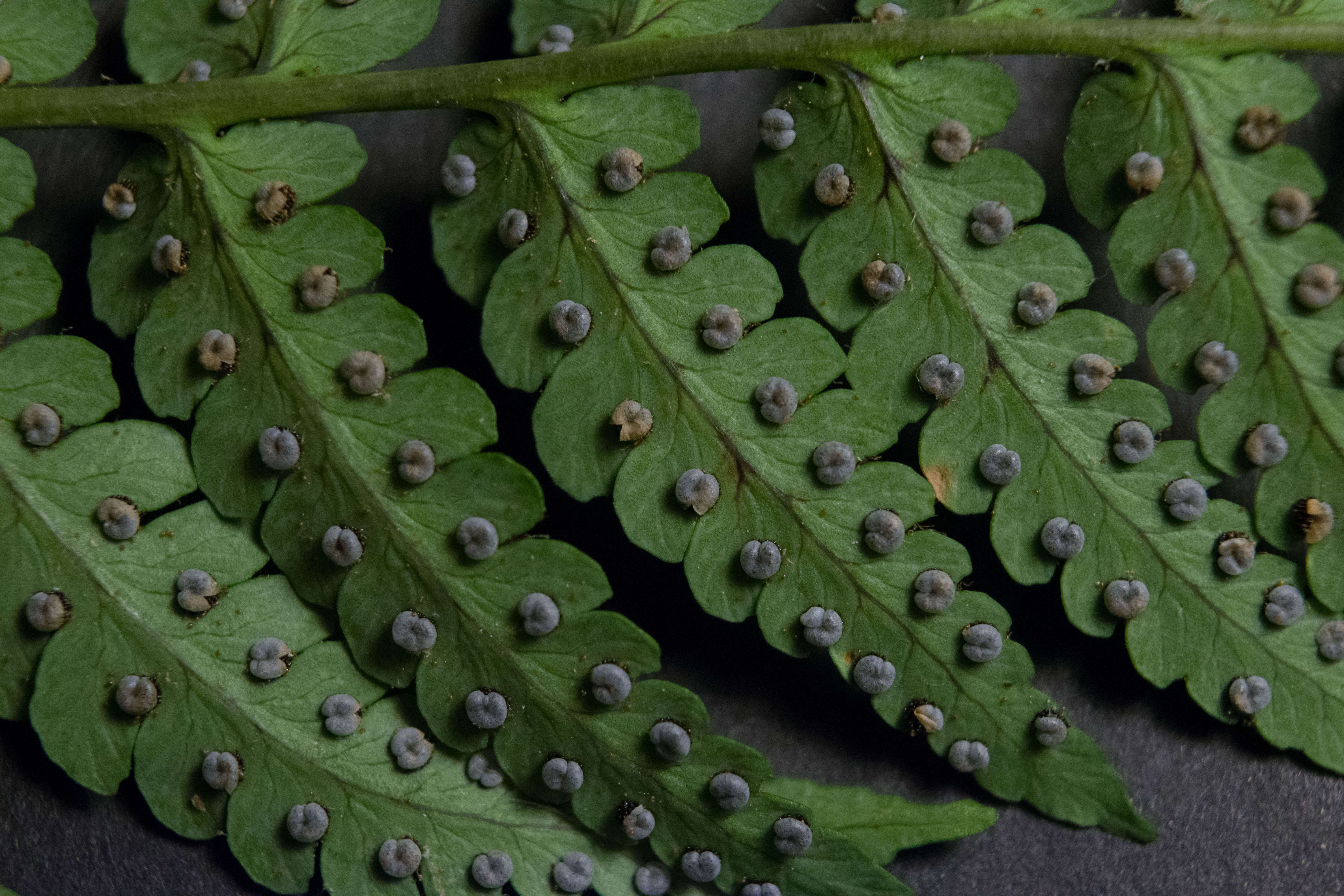 Image of marginal woodfern