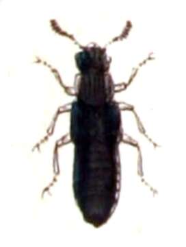 Imagem de Anotylus rugosus (Fabricius 1775)