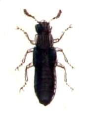 Image of Anotylus rugosus (Fabricius 1775)