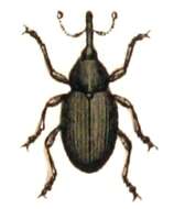 Image of Red Clover Seed Weevil