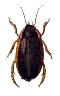 Image of Colymbetes striatus (Linnaeus 1758)