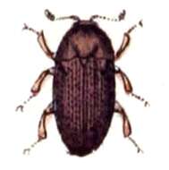 Image of Trixagus dermestoides