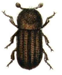 Trypodendron lineatum (Olivier & A. G. 1795) resmi