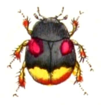 Image of Dung beetle