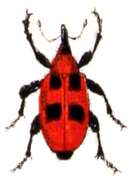 Image of European Elm Flea Weevil