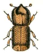 Image of Xyleborus