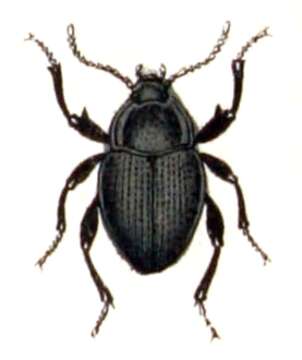 Image of Accanthopus velikensis