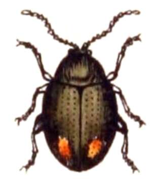 صورة Hippuriphila modeeri