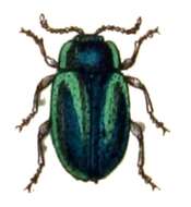 Image of Oreina gloriosa