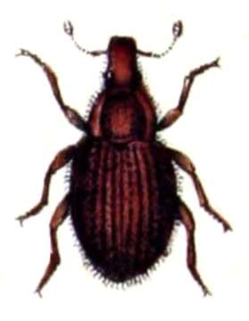 Image of Brachysomus