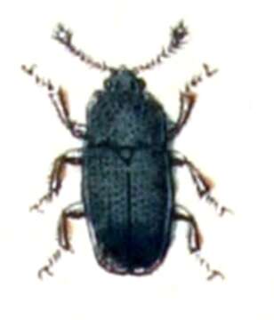 Image of Cerylon histeroides