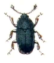 Слика од Cerylon histeroides